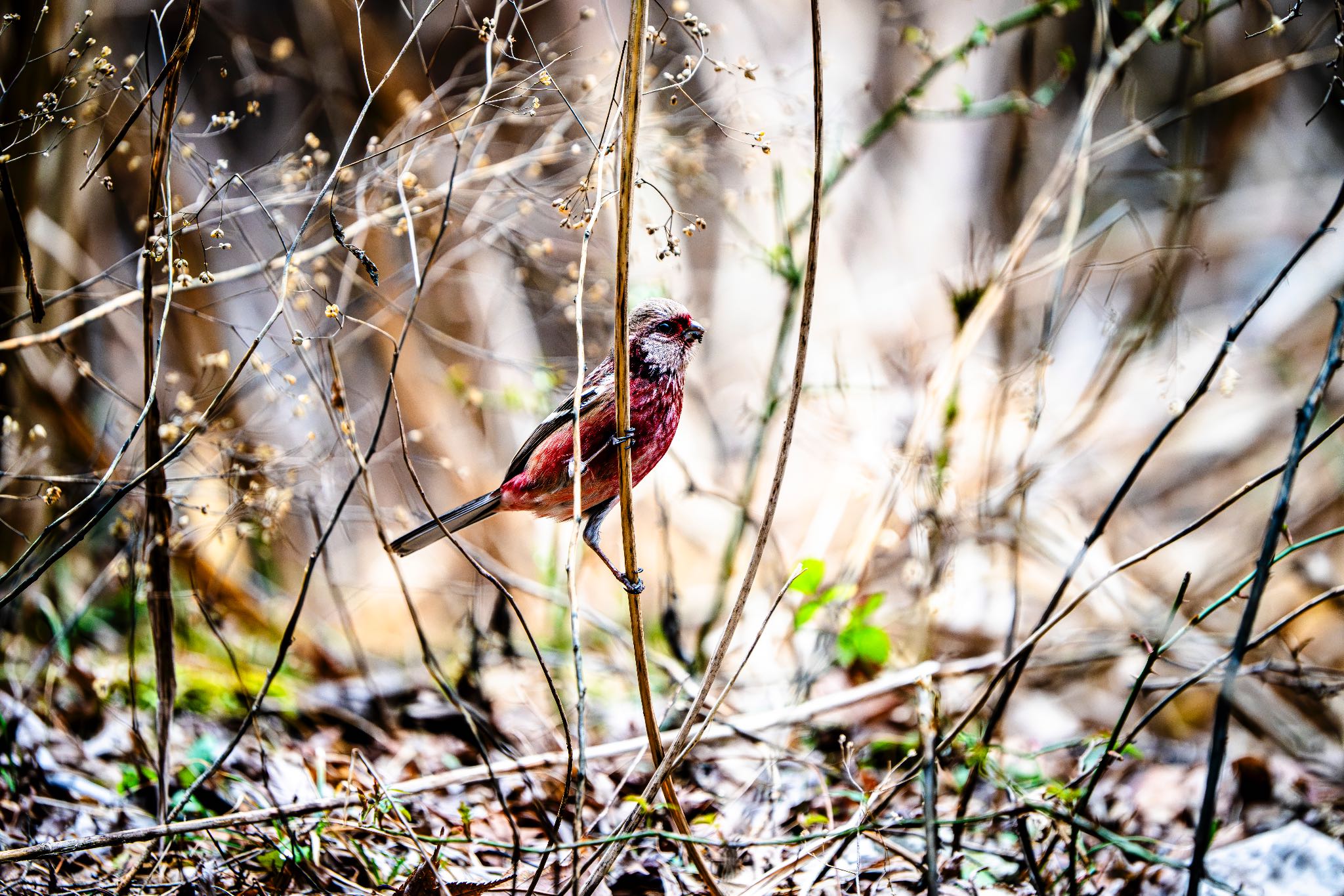 Siberian Long-tailed Rosefinch