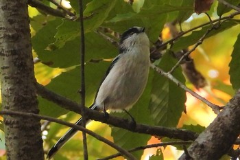 Long-tailed Tit 多々良沼公園 Wed, 11/28/2018