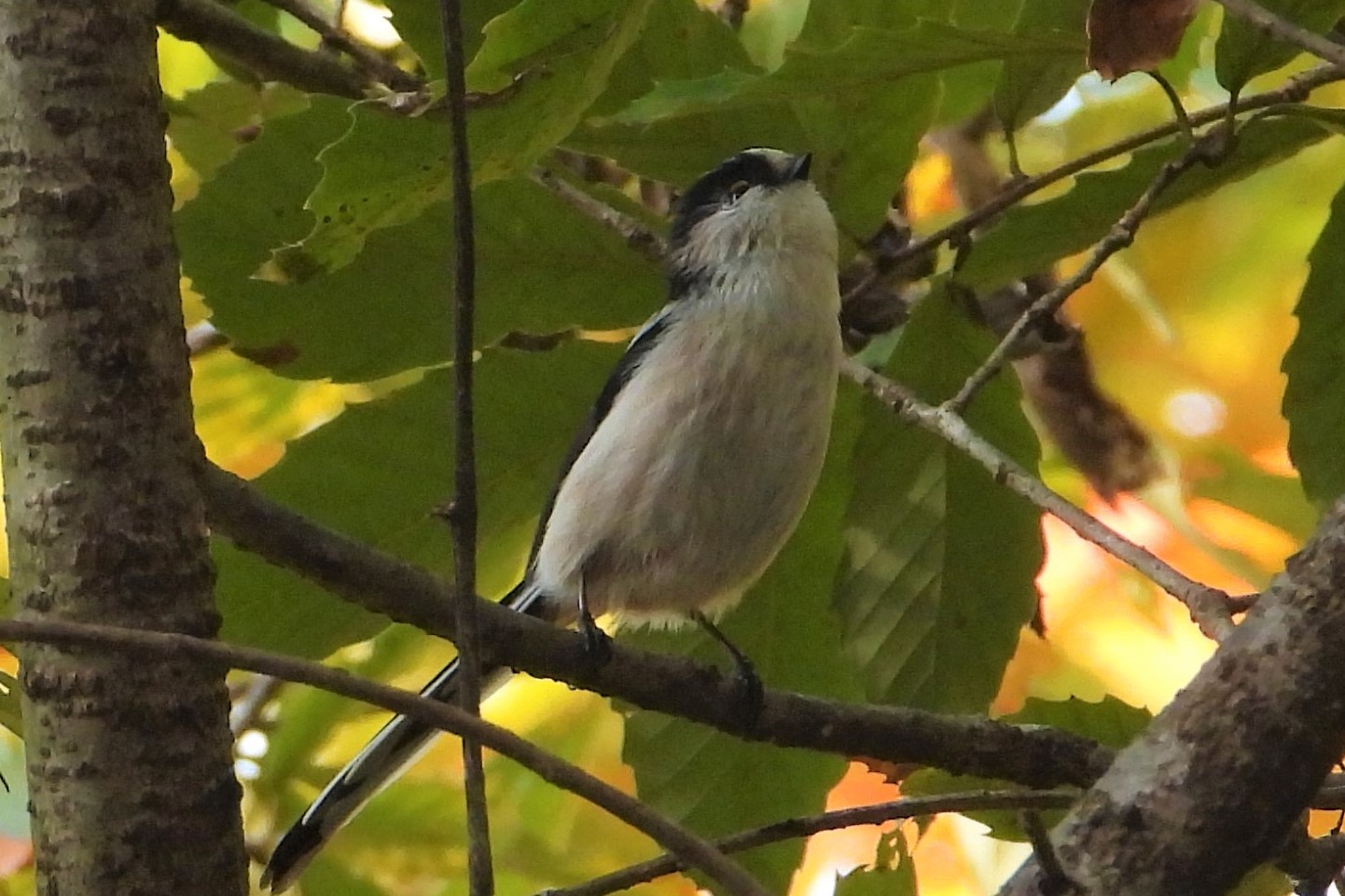 Photo of Long-tailed Tit at 多々良沼公園 by merumumu