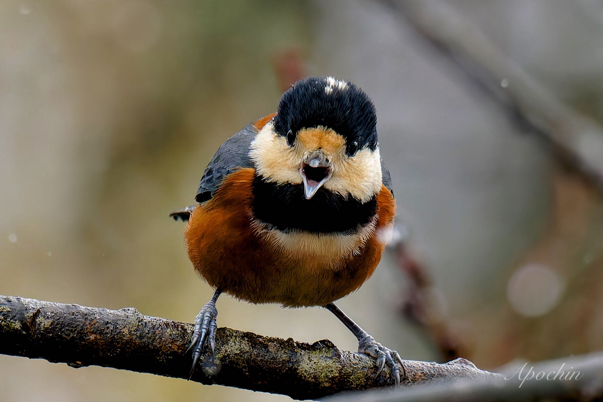 Photo of Varied Tit at 西湖野鳥の森公園 by アポちん