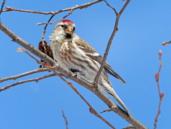 Common Redpoll 泉ヶ岳 Mon, 2/26/2024