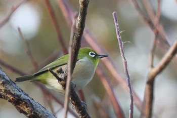 Warbling White-eye 東京都多摩地域 Fri, 11/30/2018