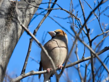 Hawfinch 岐阜梅林公園 Mon, 2/26/2024