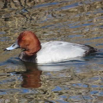 Common Pochard 安倍川河口 Mon, 2/26/2024