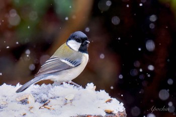 シジュウカラ 西湖野鳥の森公園 2024年2月23日(金)