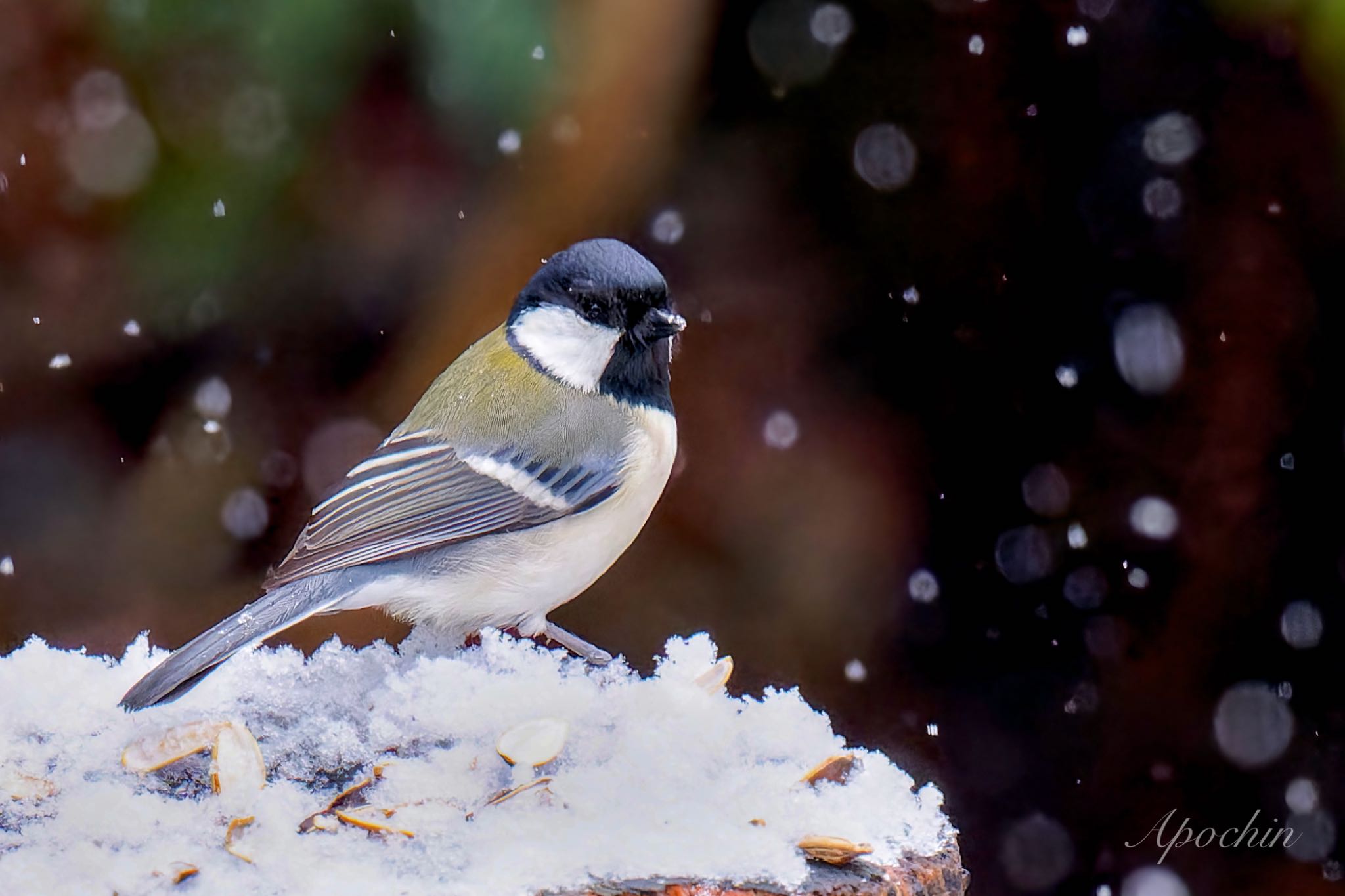 Photo of Japanese Tit at 西湖野鳥の森公園 by アポちん