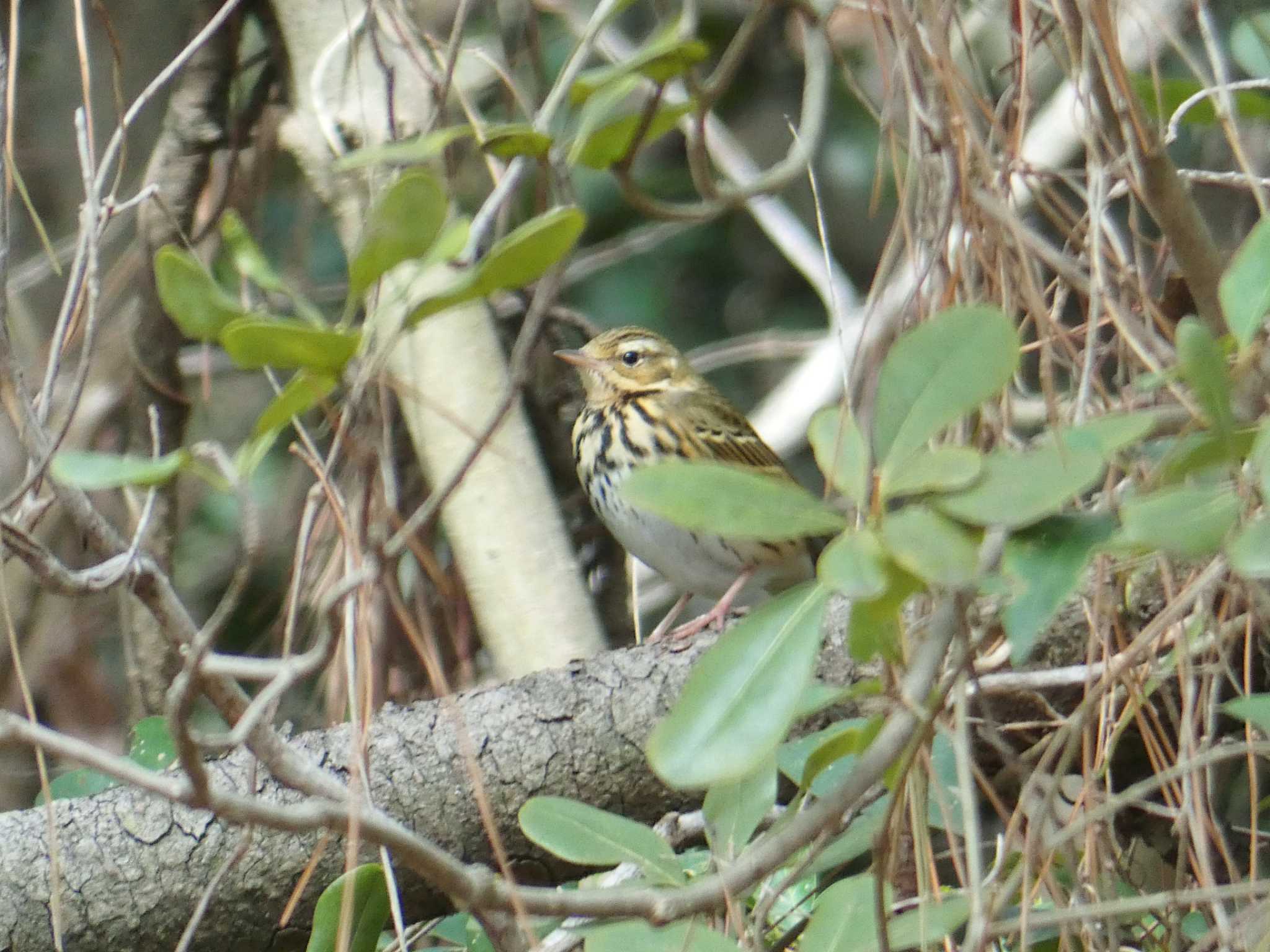 大阪南港野鳥園 ビンズイの写真 by Toshihiro Yamaguchi