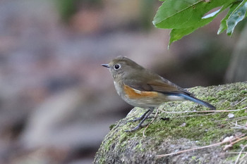 Red-flanked Bluetail 東京都多摩地域 Fri, 11/30/2018