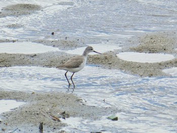 コアオアシシギ 大阪南港野鳥園 2024年2月26日(月)