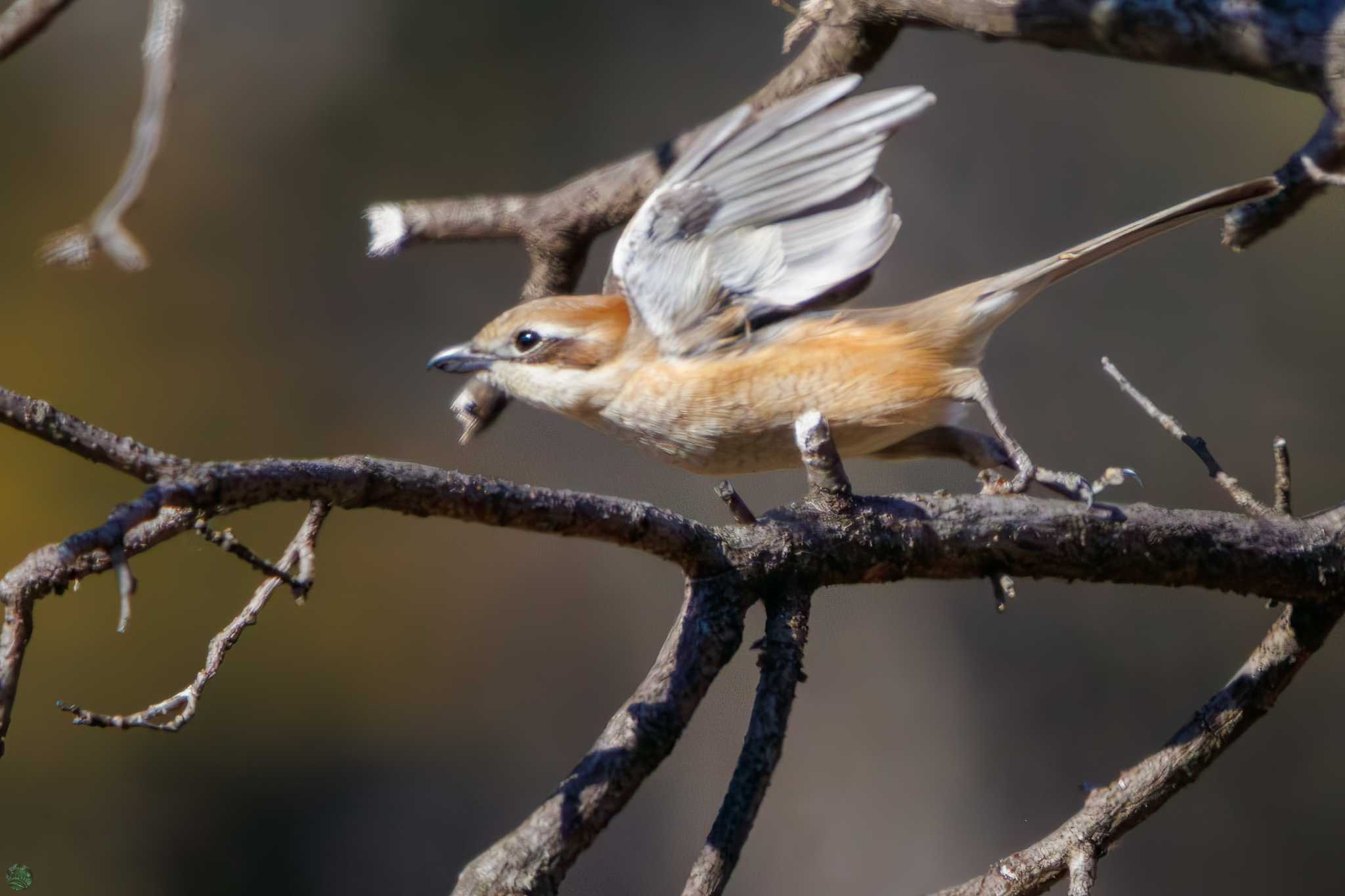 Bull-headed Shrike