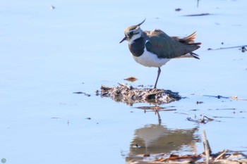 Northern Lapwing Watarase Yusuichi (Wetland) Mon, 2/12/2024