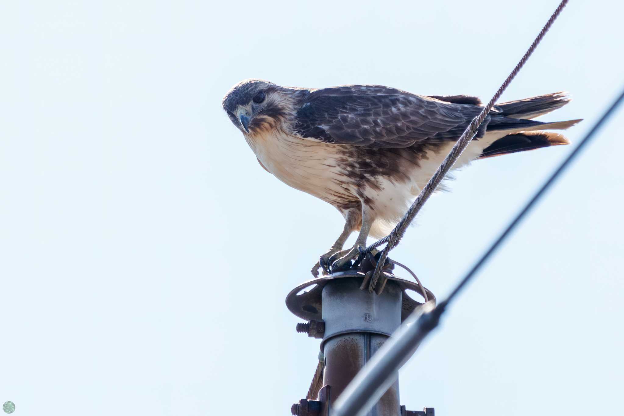 Eastern Buzzard