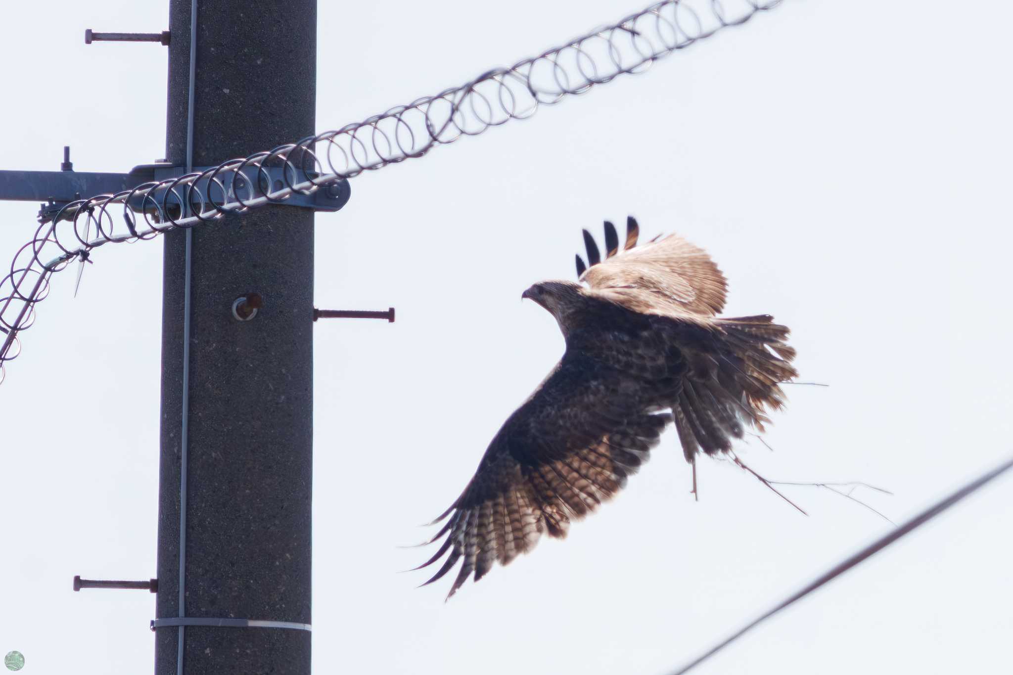 Eastern Buzzard