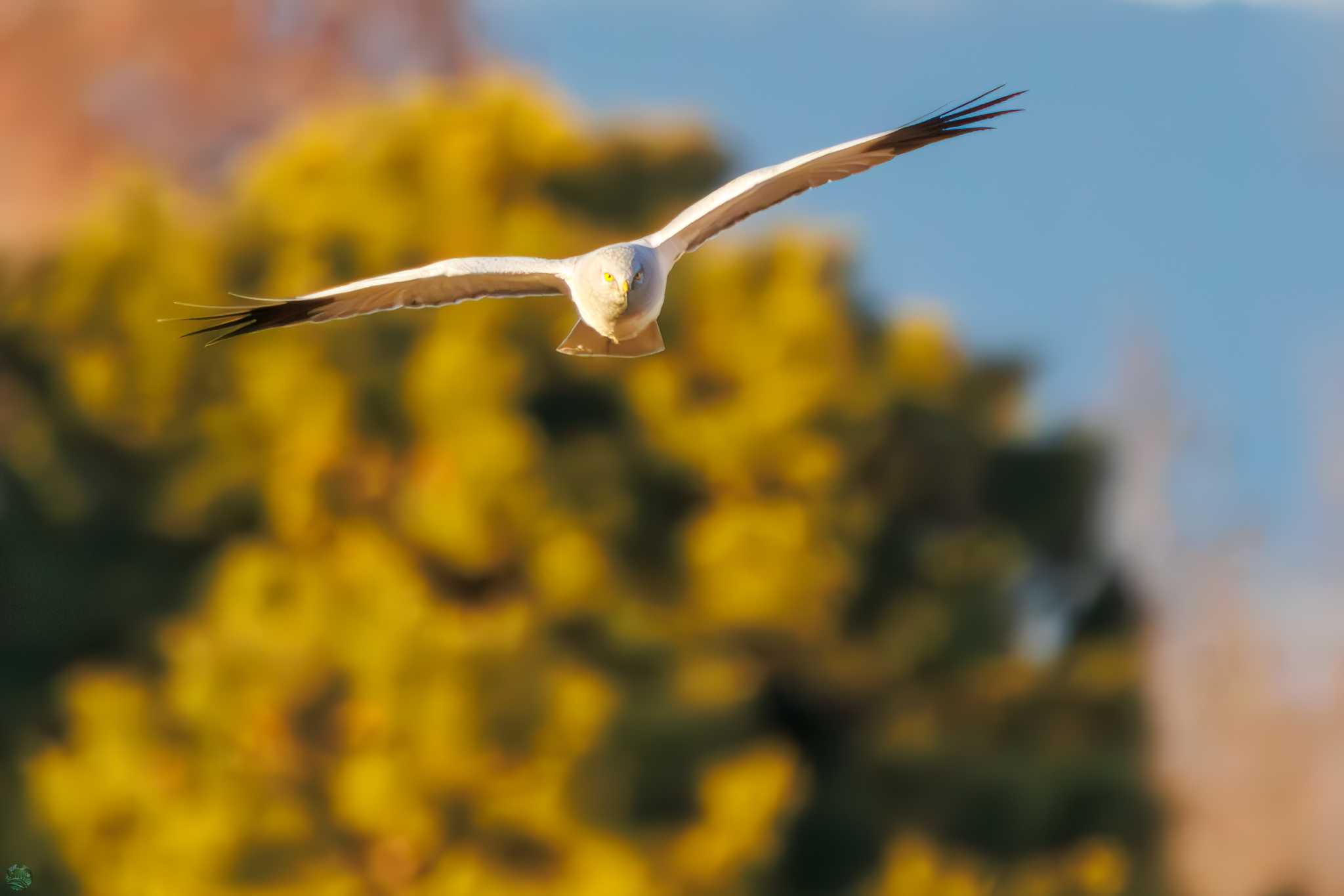 Hen Harrier