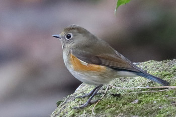 Red-flanked Bluetail 東京都多摩地域 Fri, 11/30/2018