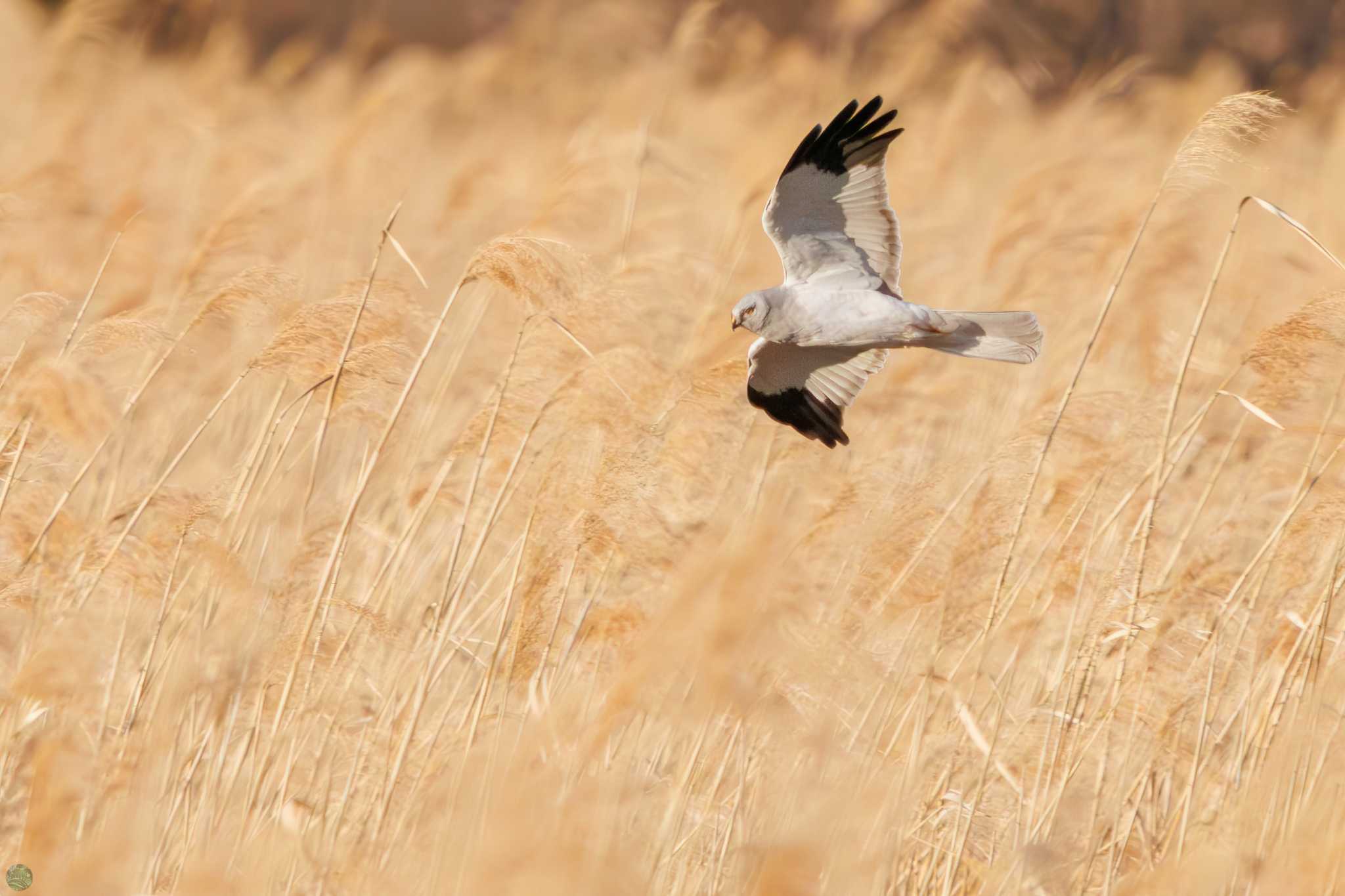 Hen Harrier