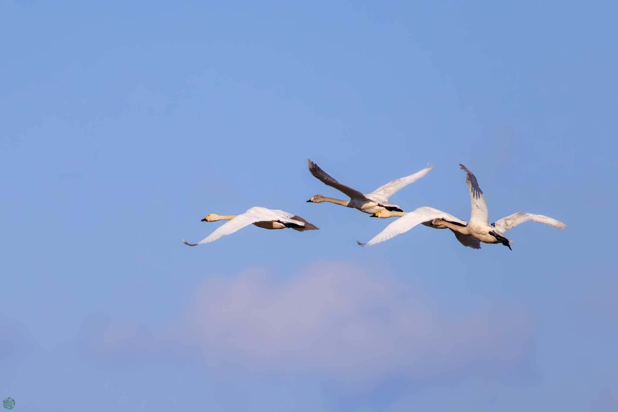 Whooper Swan