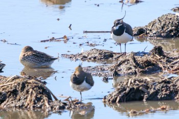 Northern Lapwing Watarase Yusuichi (Wetland) Mon, 2/12/2024