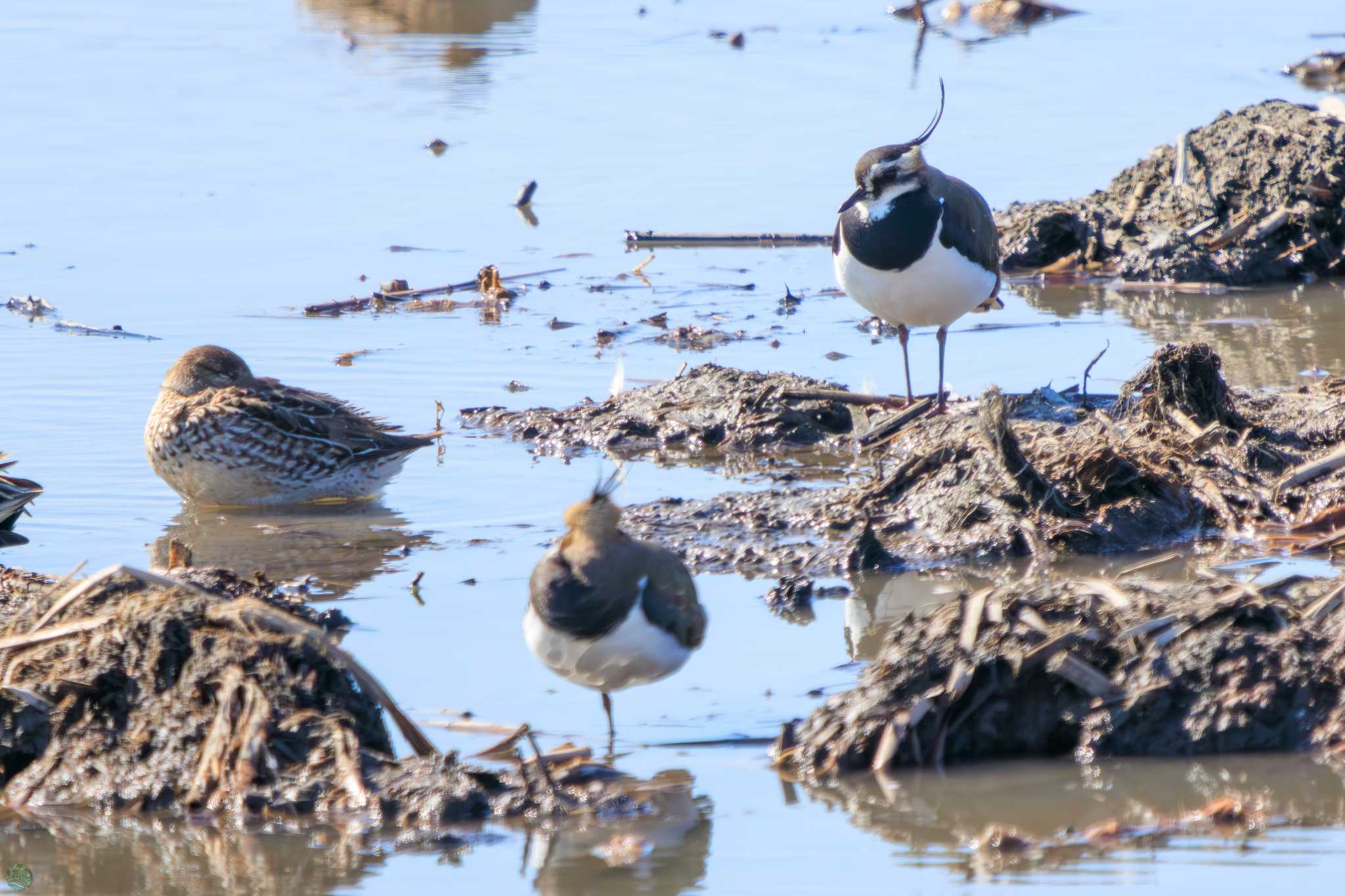 Northern Lapwing