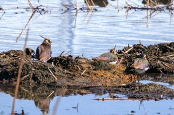 Northern Lapwing Watarase Yusuichi (Wetland) Mon, 2/12/2024