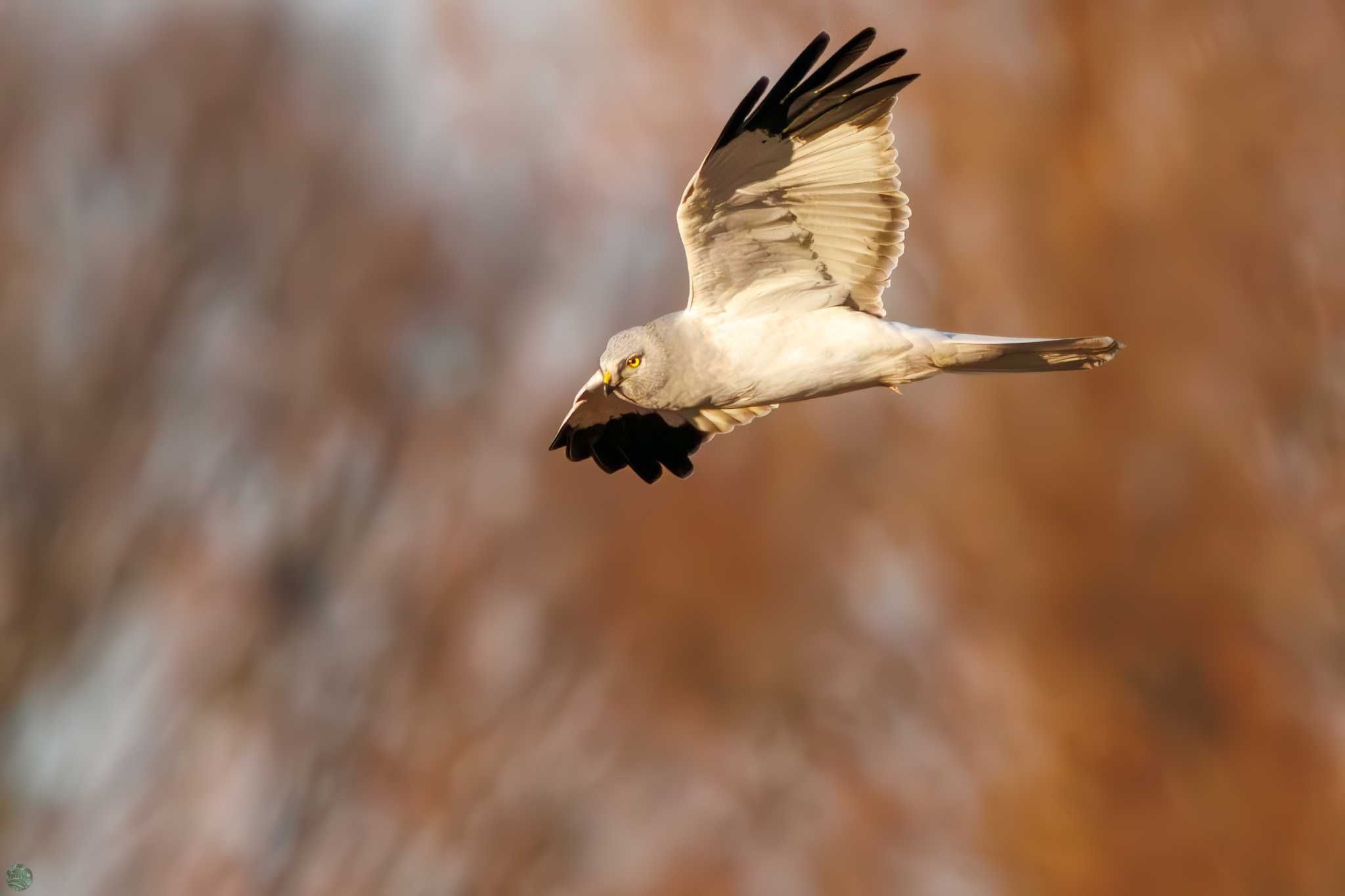 Hen Harrier