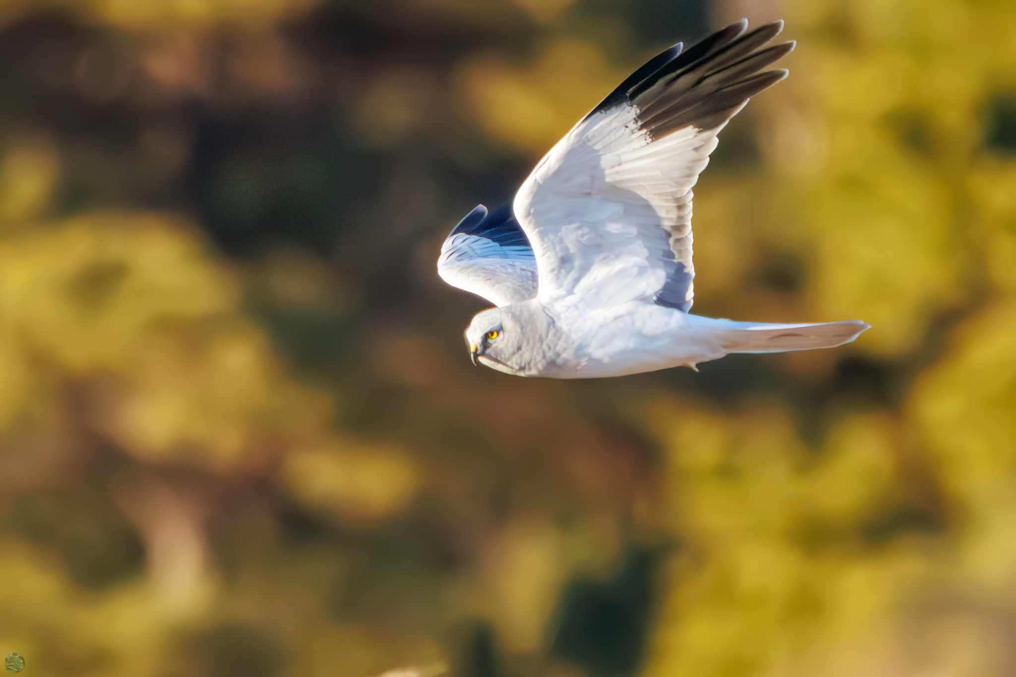 Hen Harrier