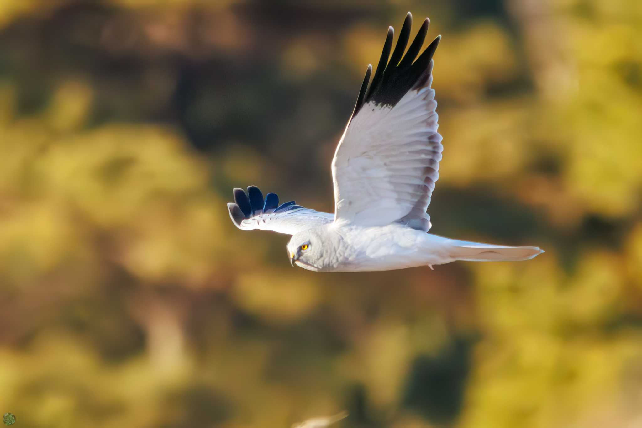 Hen Harrier