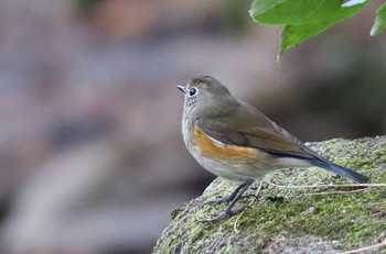 Red-flanked Bluetail 東京都多摩地域 Fri, 11/30/2018