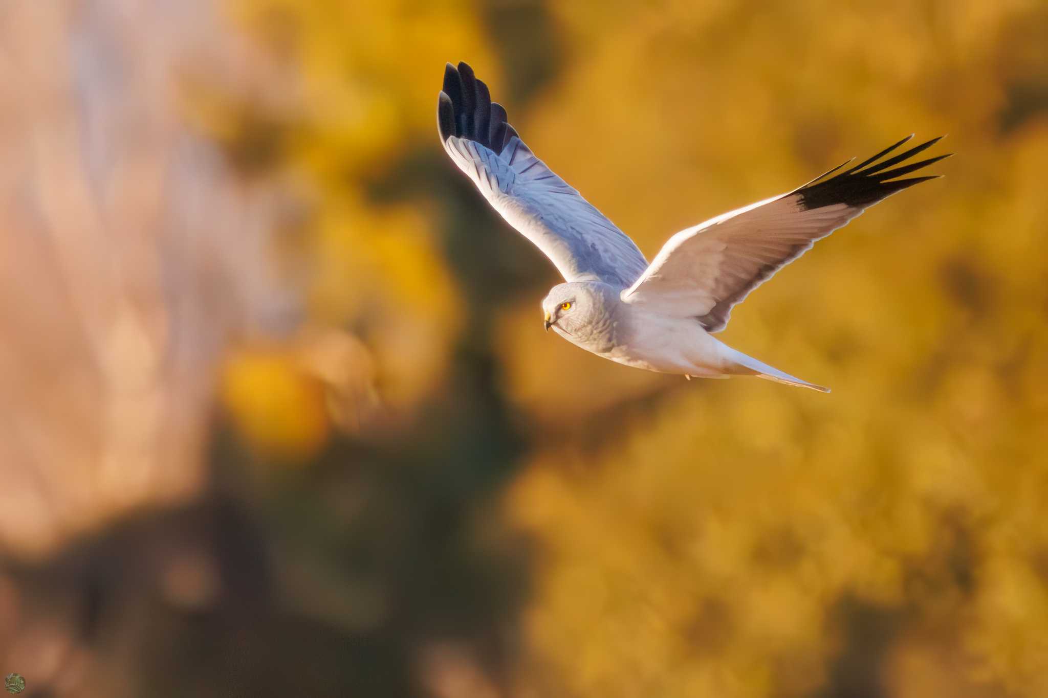 Hen Harrier