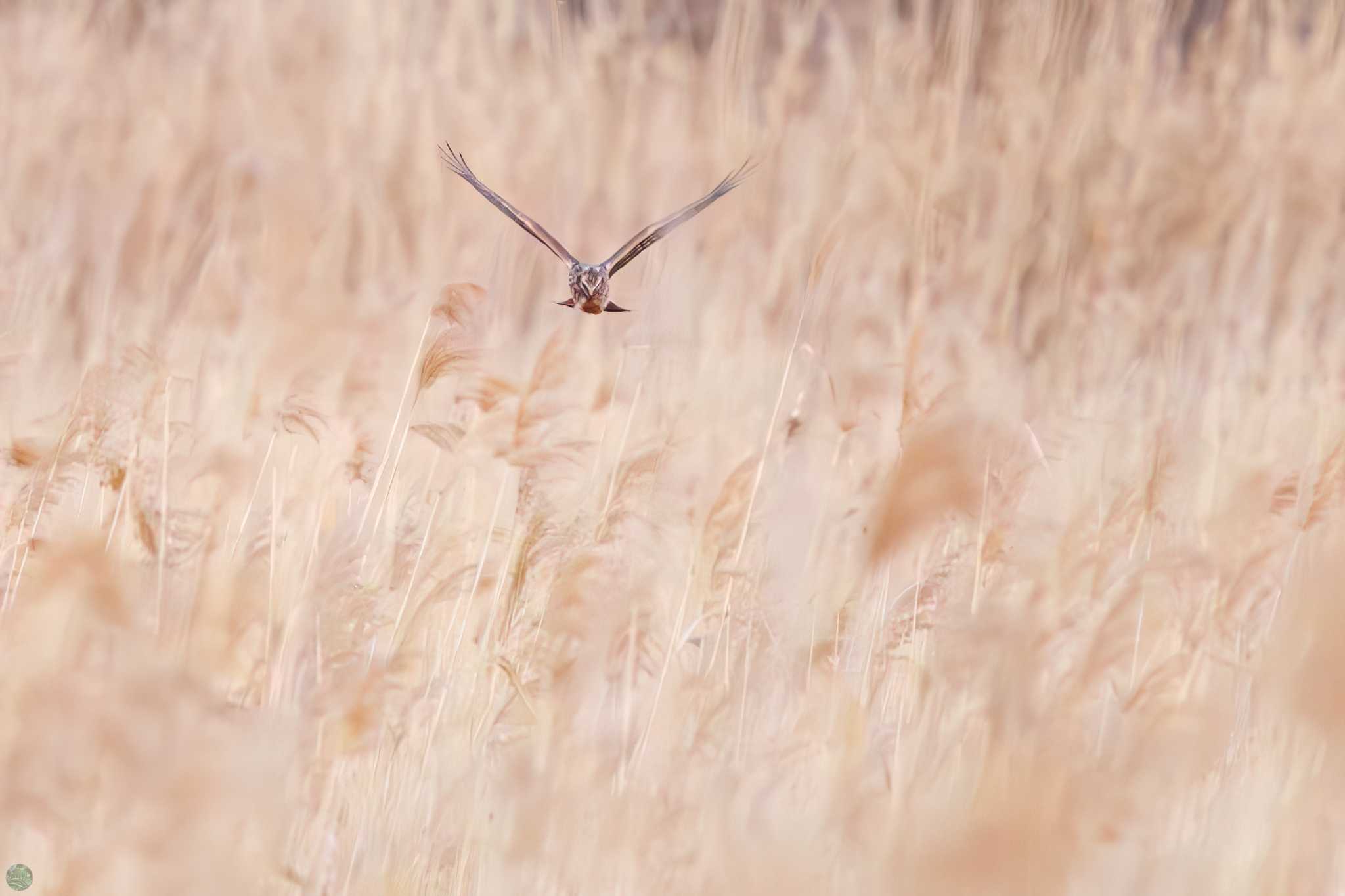 Hen Harrier