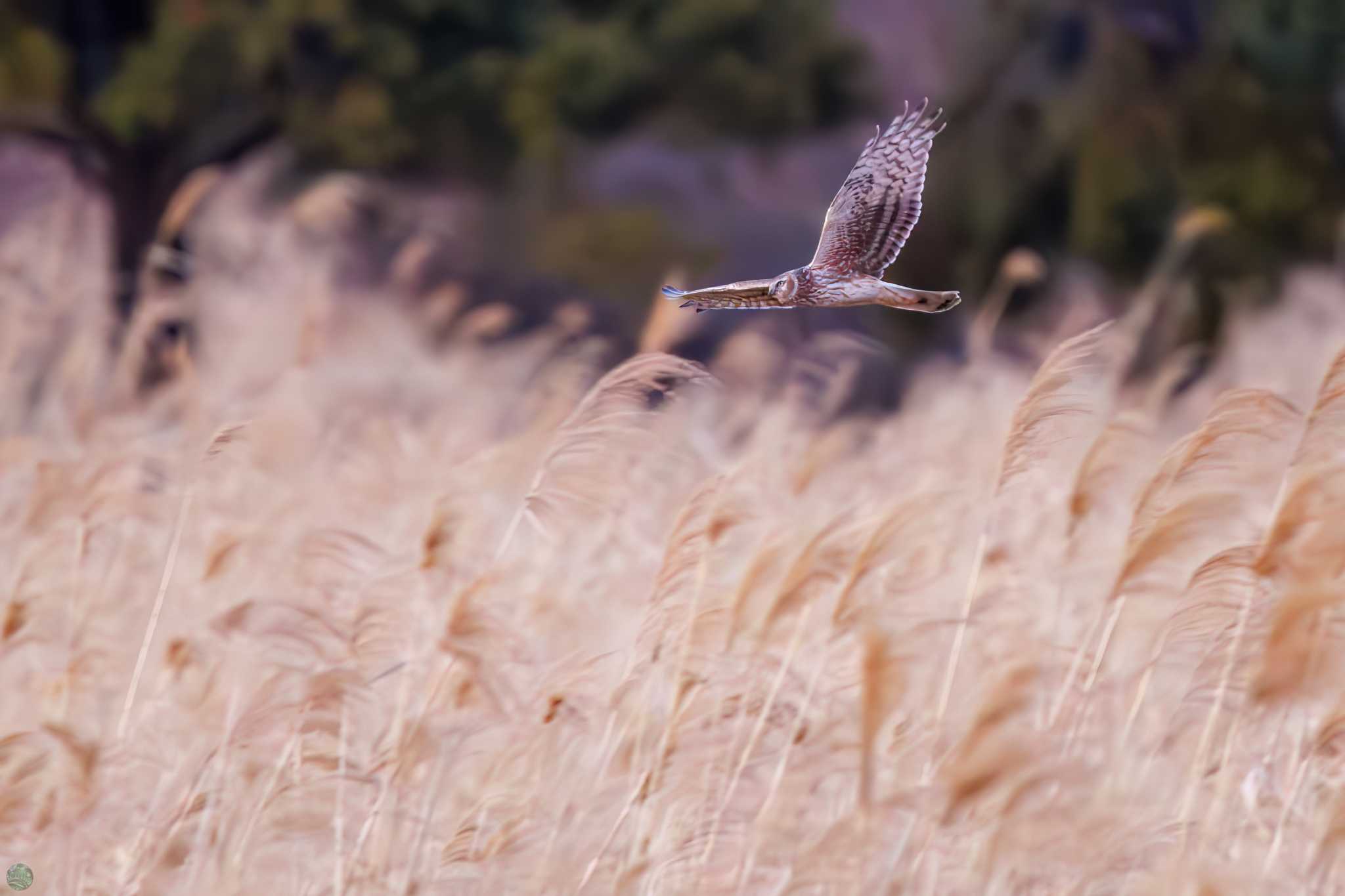 Hen Harrier