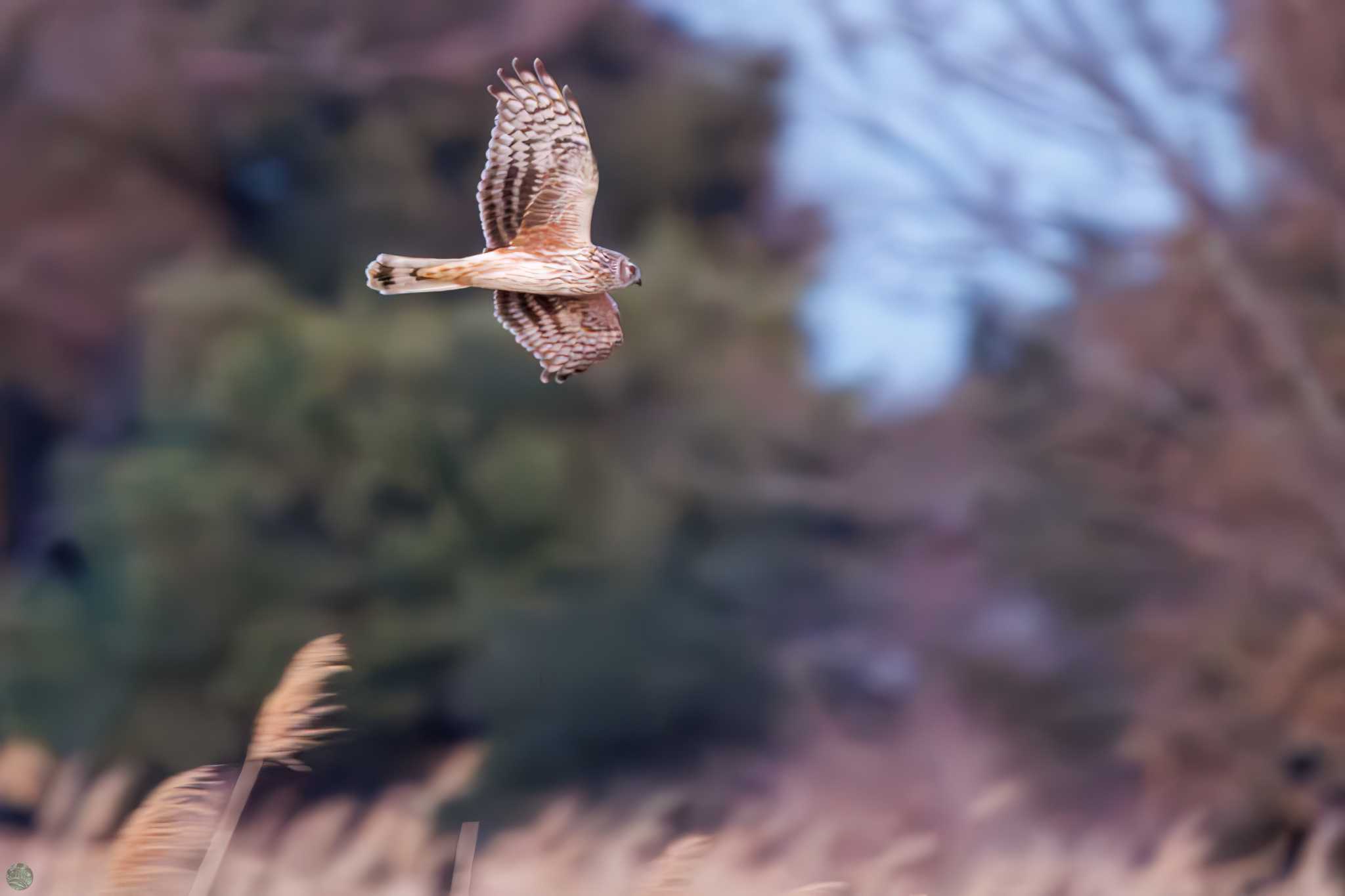 Hen Harrier