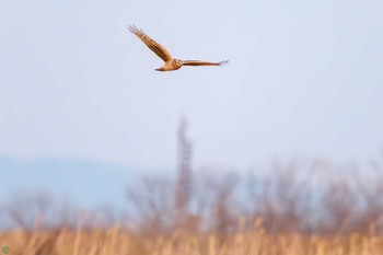 ハイイロチュウヒ 渡良瀬遊水地 2024年2月12日(月)