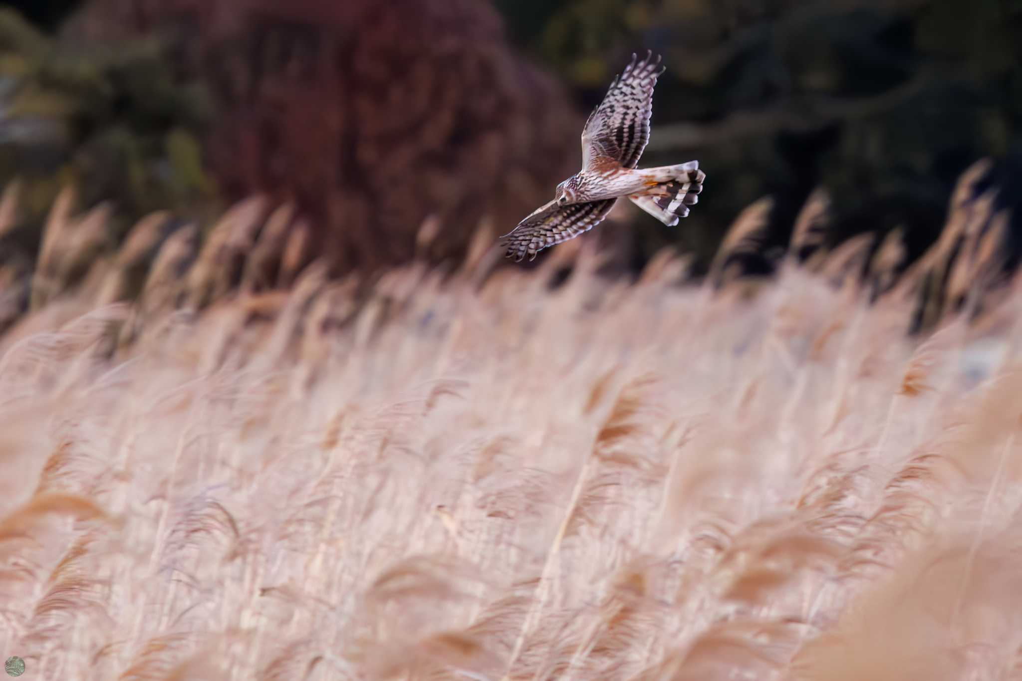 Hen Harrier