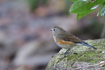 Red-flanked Bluetail 東京都多摩地域 Fri, 11/30/2018