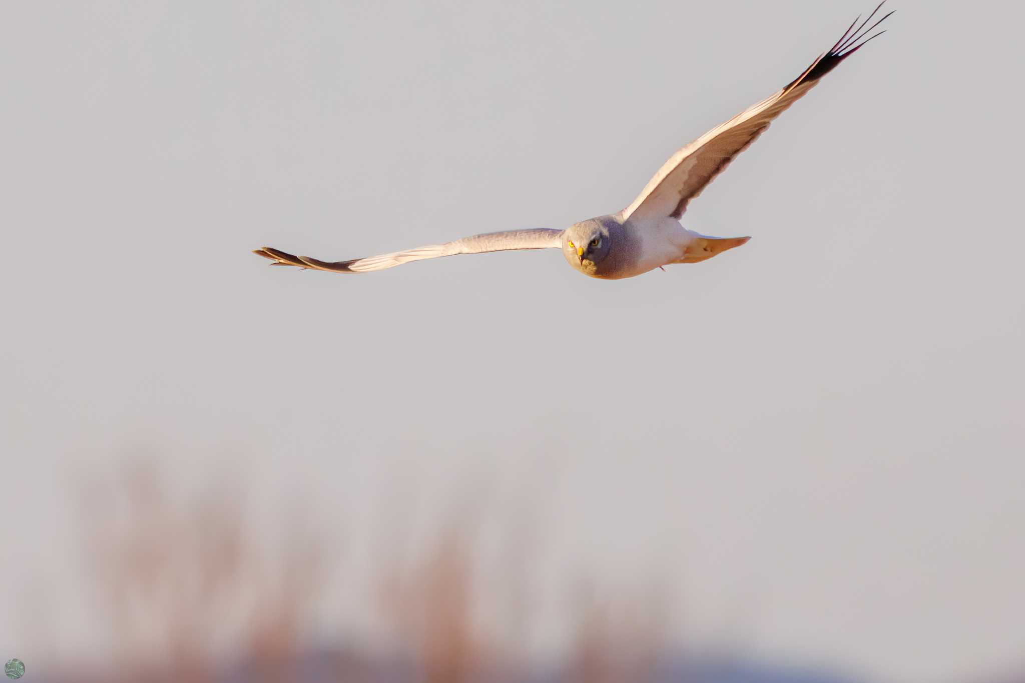 Hen Harrier