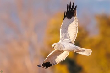 2024年2月12日(月) 渡良瀬遊水地の野鳥観察記録