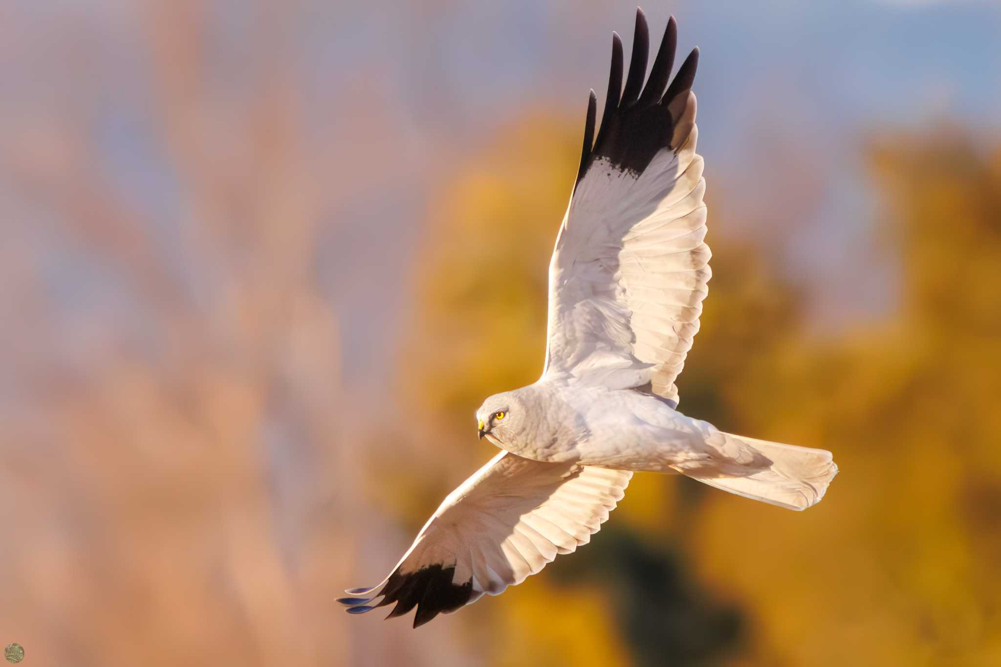 Hen Harrier