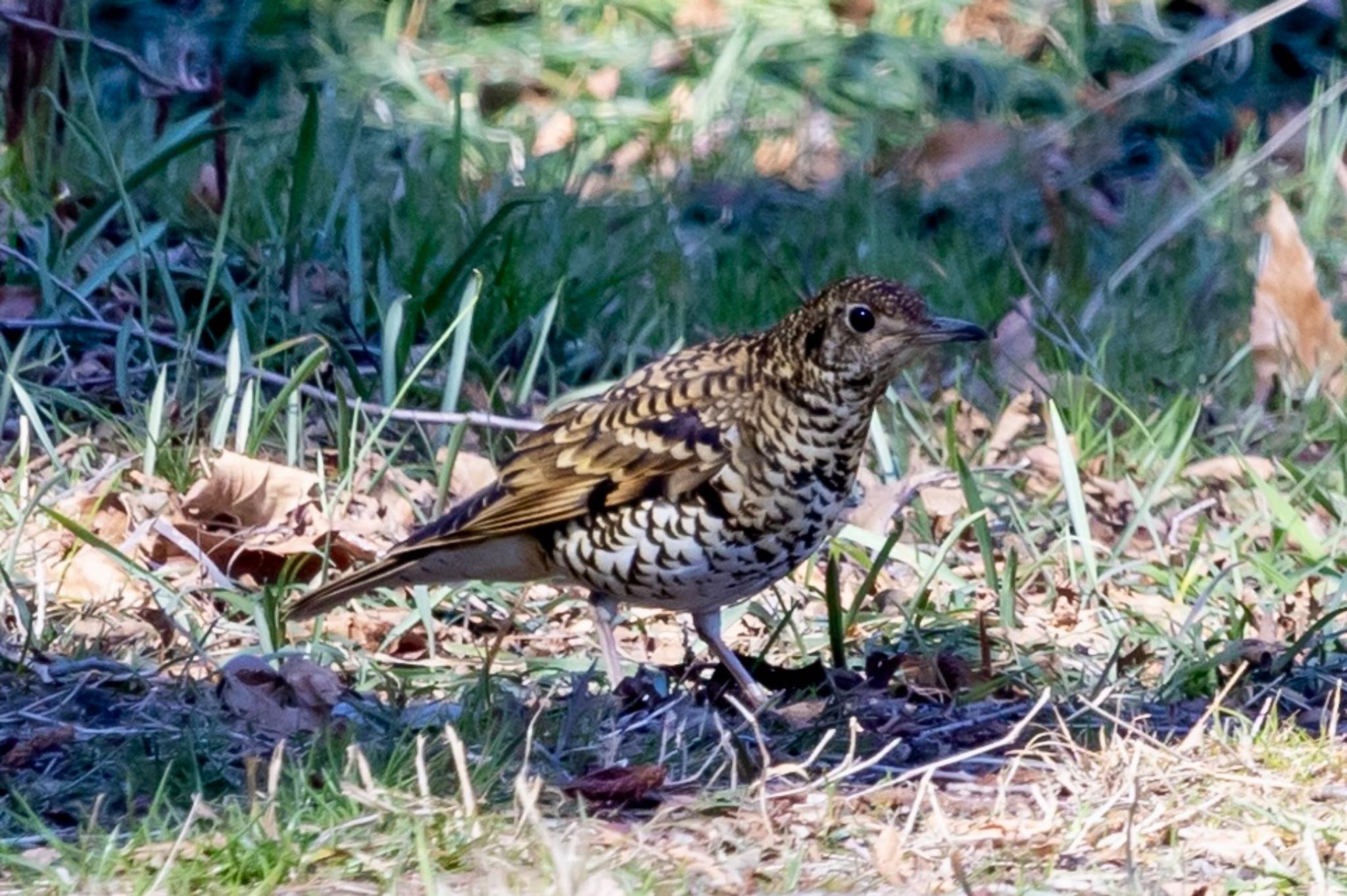 Photo of White's Thrush at 秋ヶ瀬公園(ピクニックの森) by Tomo