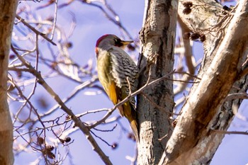 Japanese Green Woodpecker 秋ヶ瀬公園(ピクニックの森) Mon, 2/26/2024