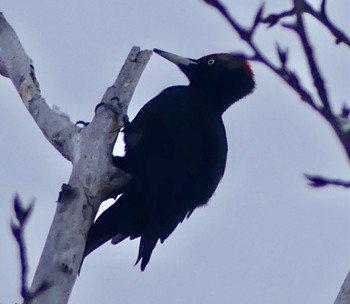 Black Woodpecker Makomanai Park Mon, 2/26/2024