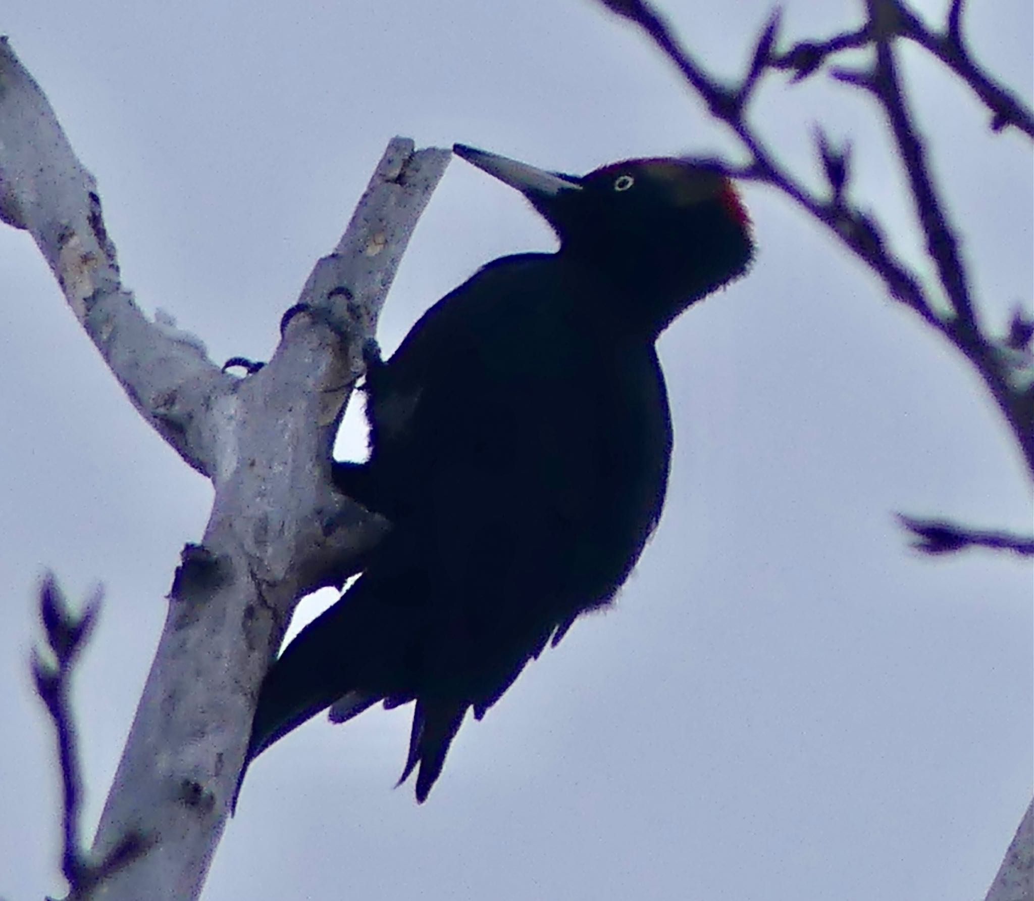 Photo of Black Woodpecker at Makomanai Park by xuuhiro