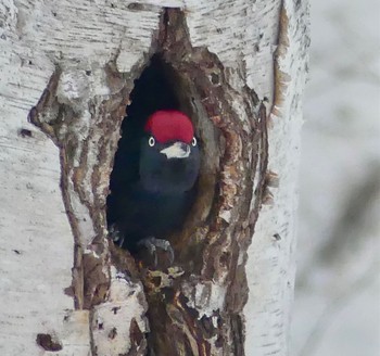 Black Woodpecker Makomanai Park Mon, 2/26/2024