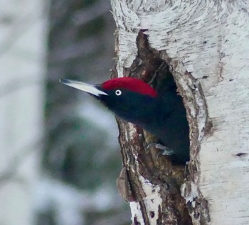 Black Woodpecker Makomanai Park Mon, 2/26/2024