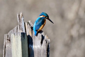 Common Kingfisher Unknown Spots Fri, 2/2/2024