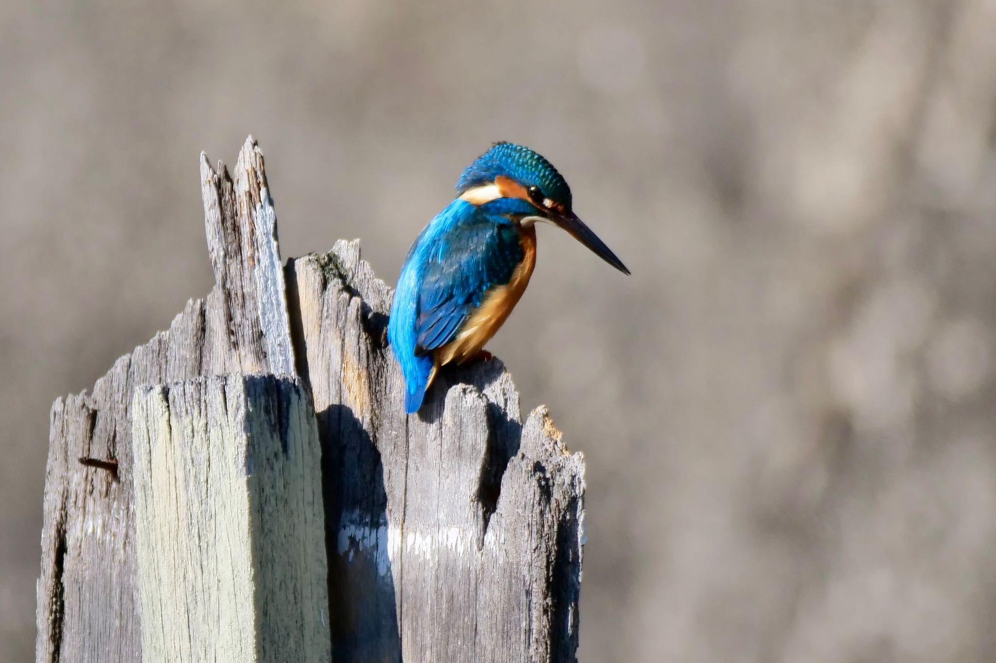 Photo of Common Kingfisher at  by sana