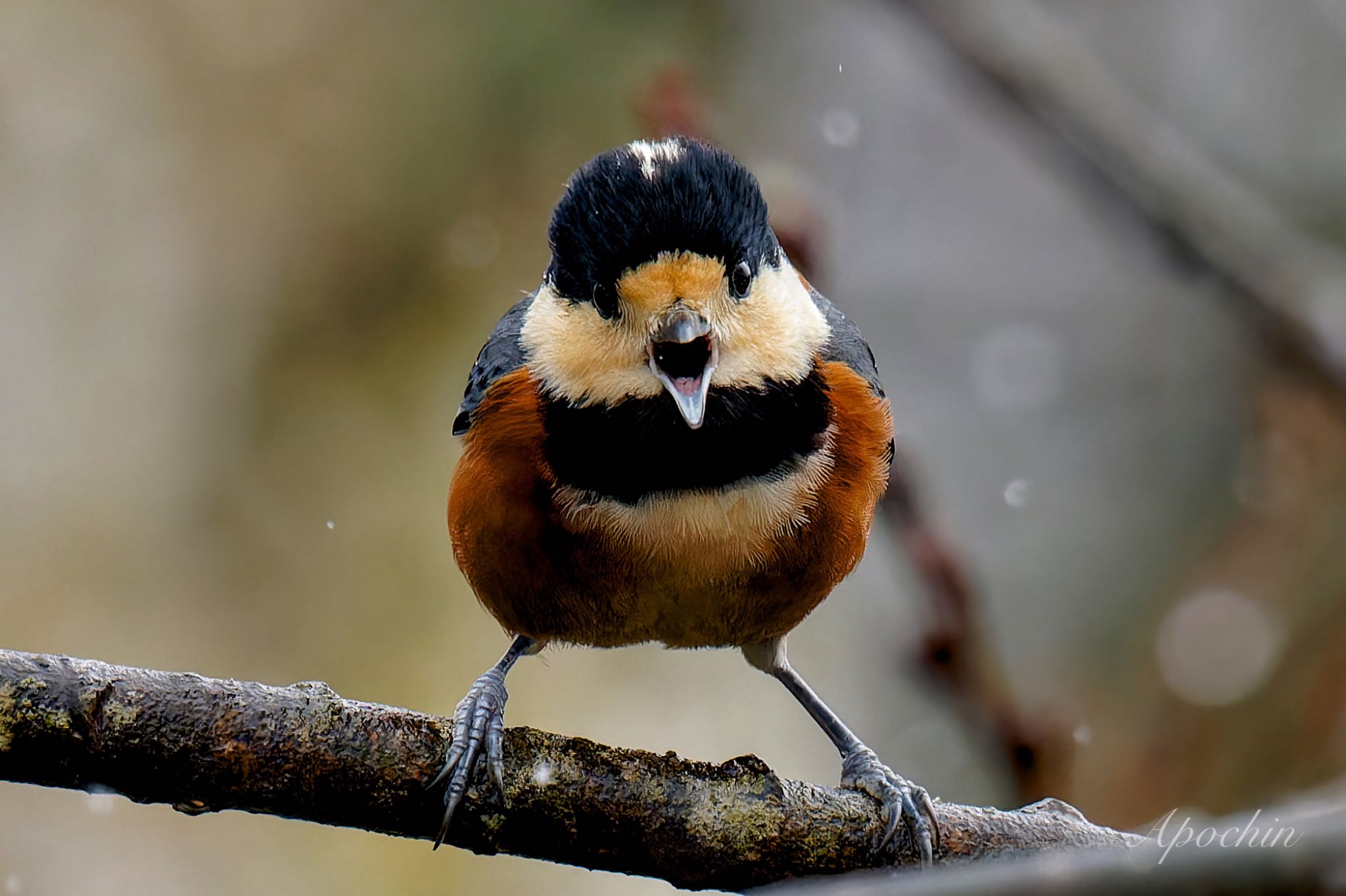 Photo of Varied Tit at 西湖野鳥の森公園 by アポちん