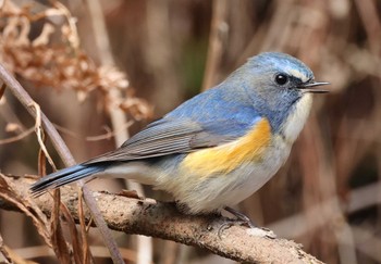 ルリビタキ 三木総合防災公園 2024年2月26日(月)