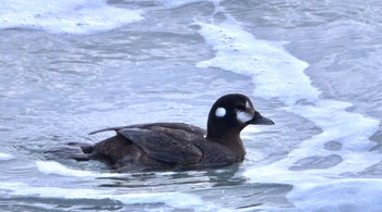 Harlequin Duck 御前崎海岸 Sat, 2/24/2024