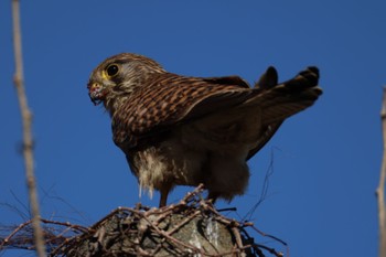 Common Kestrel どっかその辺 Mon, 2/26/2024